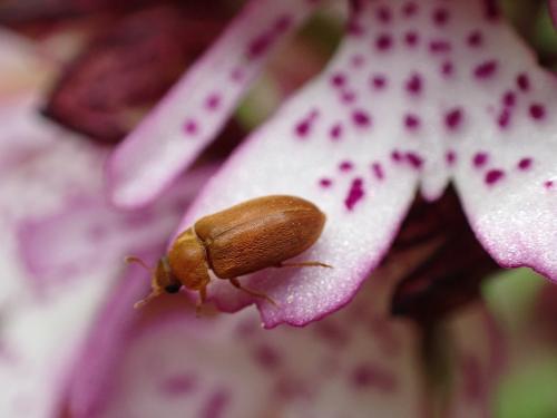 Réf. 301 559 : Byturus sp.